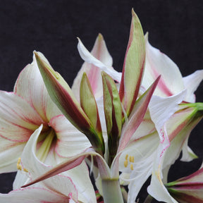 Amaryllis Magic Green