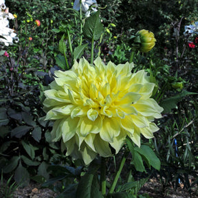 Dahlia Kelvin Floodlight