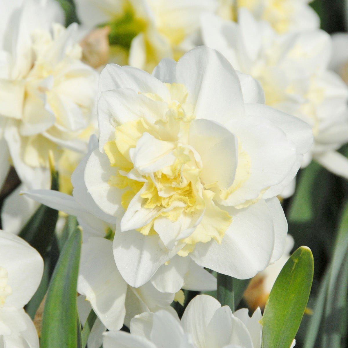 Easter Born - Narcissus - Fluwel