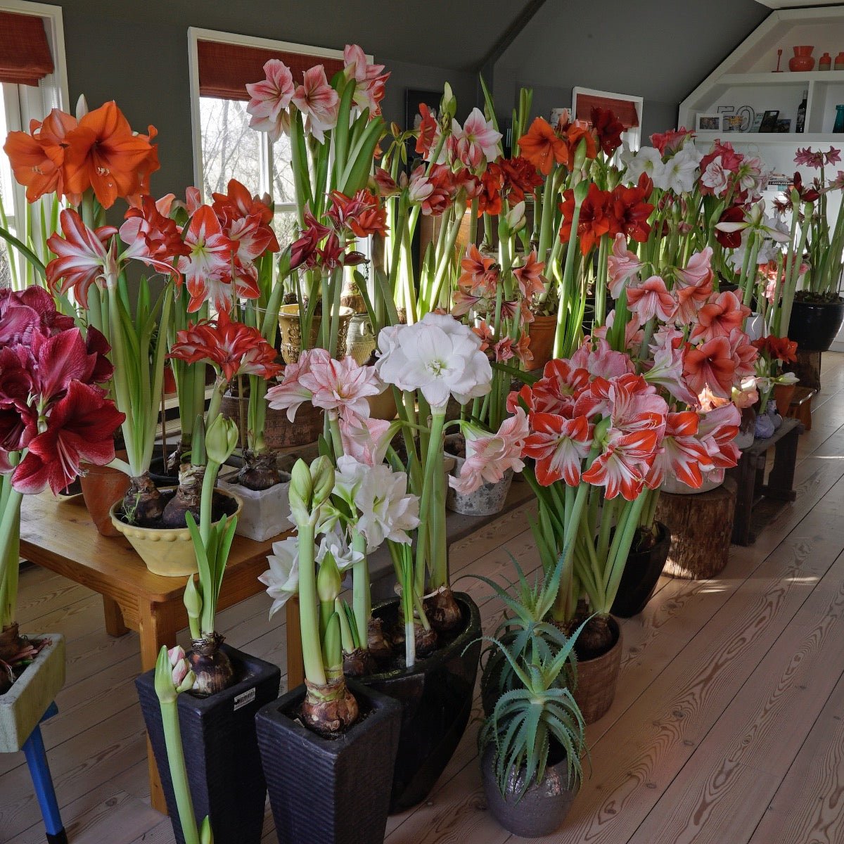 Amaryllis Serenity - amaryllis - Fluwel