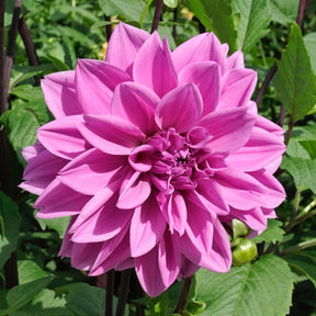 Dahlie Lilac Time