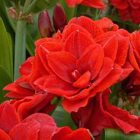 Amaryllis Cherry Nymph