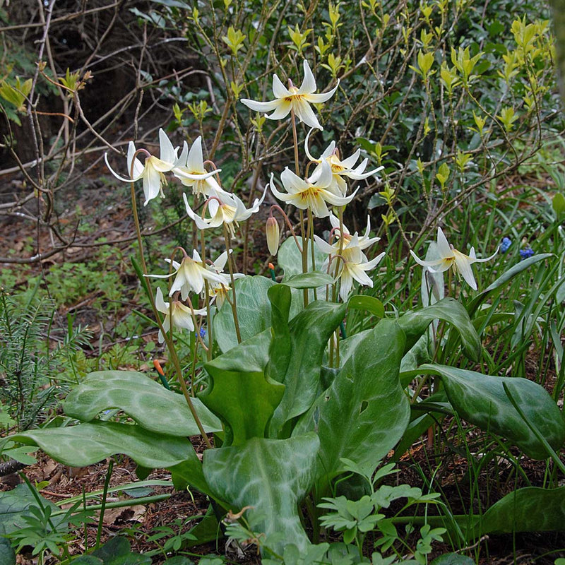 Erythronium (Hundszahn)