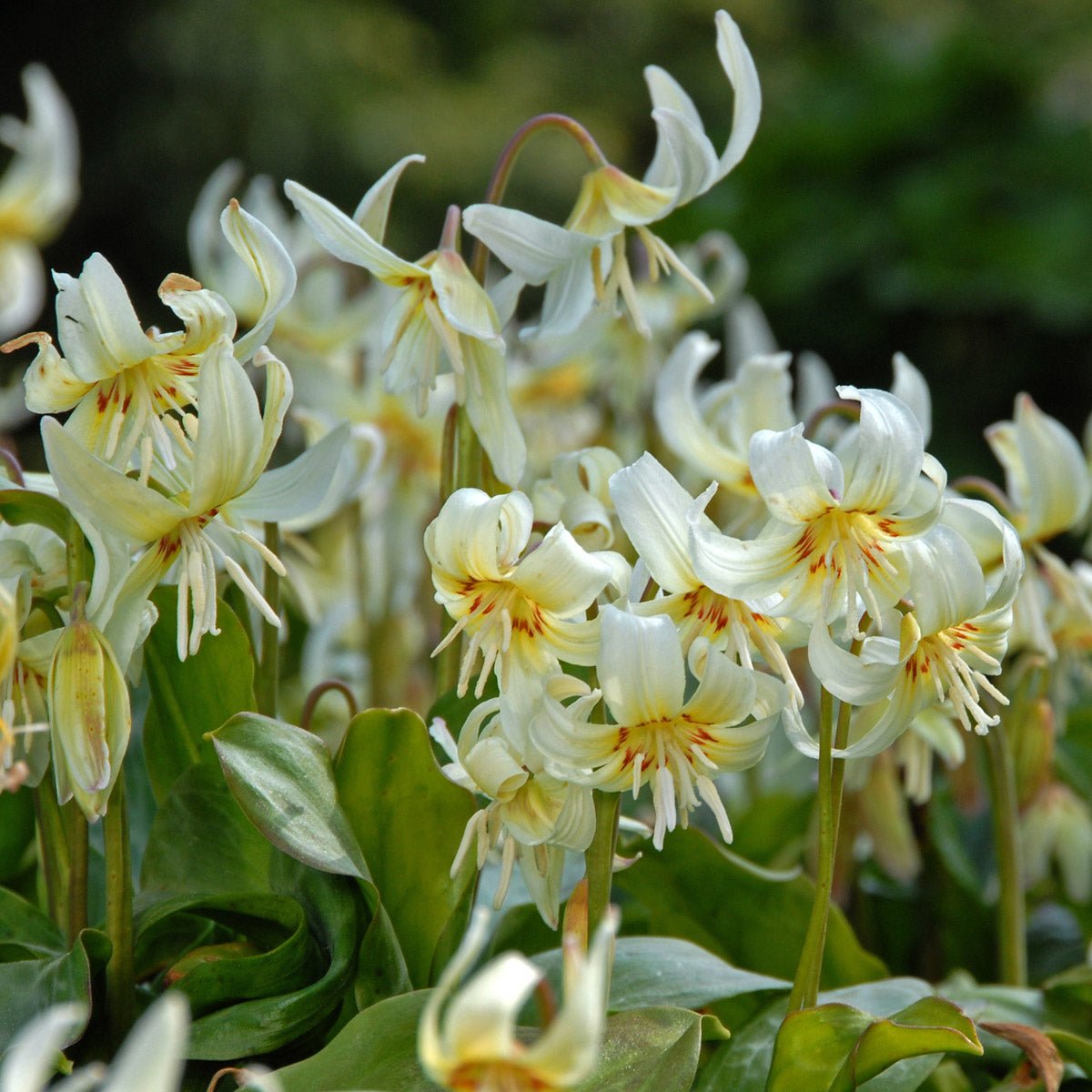 Erythronium revolutum White Beauty - Spring specialty bulbs - Fluwel
