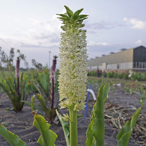 Eucomis Johannesburg - Summer special bulbs - Fluwel