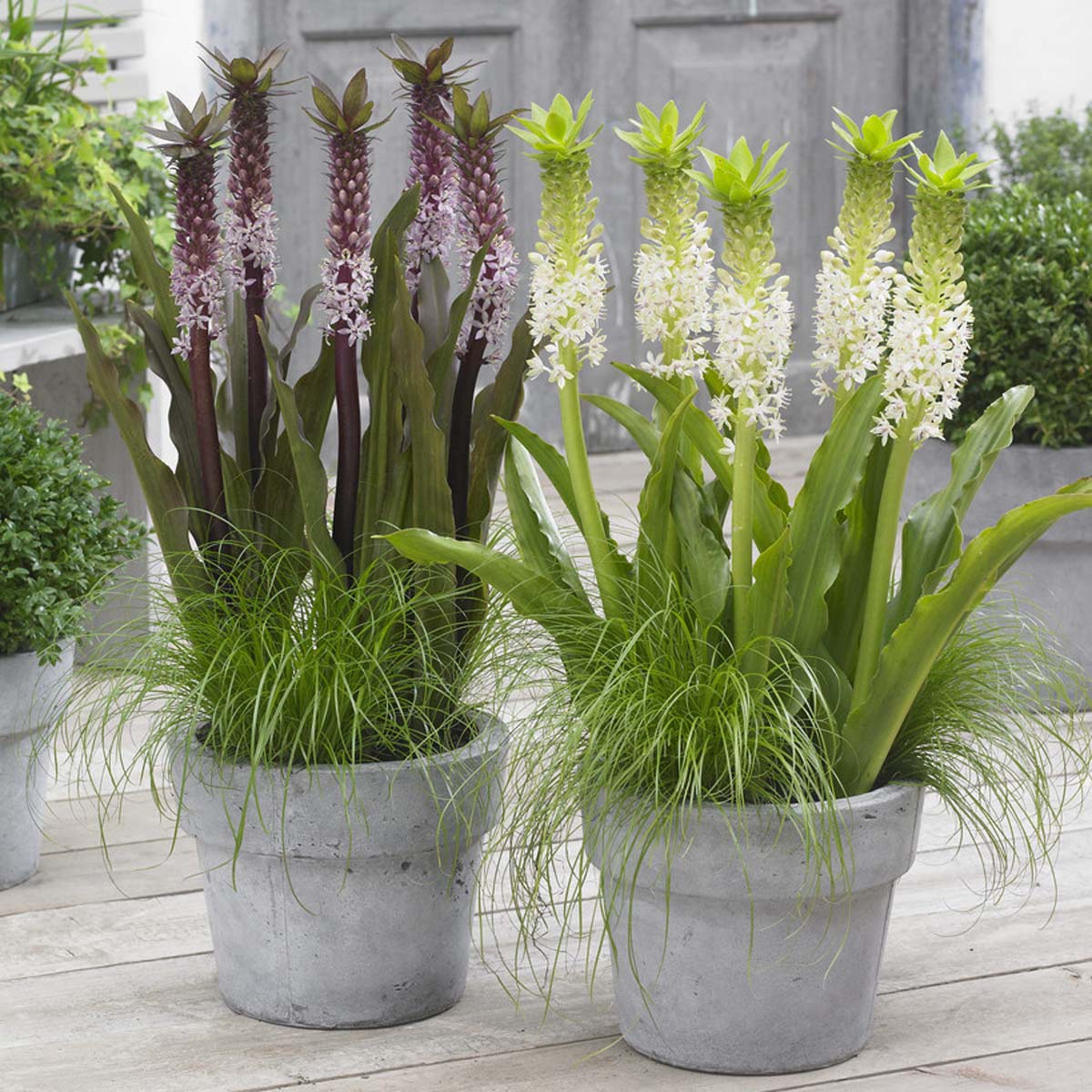 Eucomis Johannesburg - Summer special bulbs - Fluwel