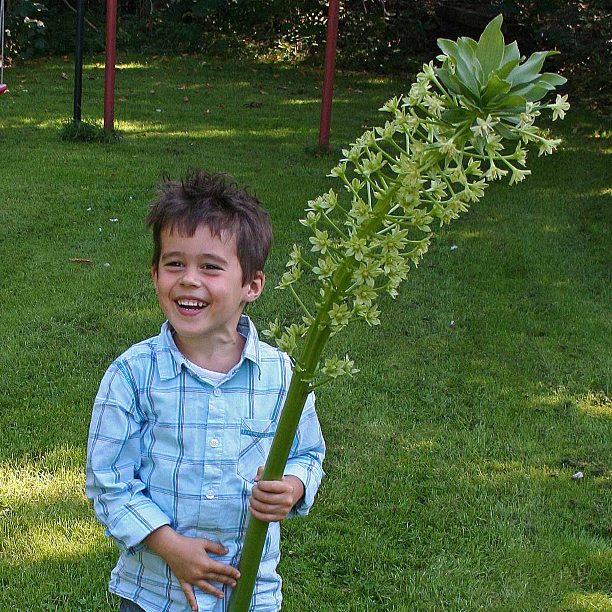 Eucomis pole-evansii - witte eucomis - Fluwel