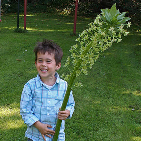 Eucomis pole - evansii - Summer special bulbs - Fluwel
