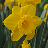 Narcissus Queen Beatrix