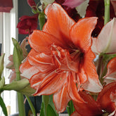 Amaryllis Flamed Amadeus