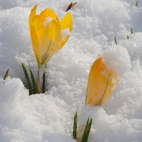 Crocus flavus Golden Yellow