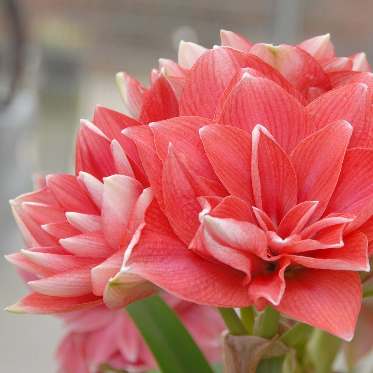 Amaryllis Double Dream - roze amaryllis - Fluwel