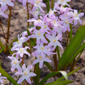 Chionodoxa forbesii Pink Giant