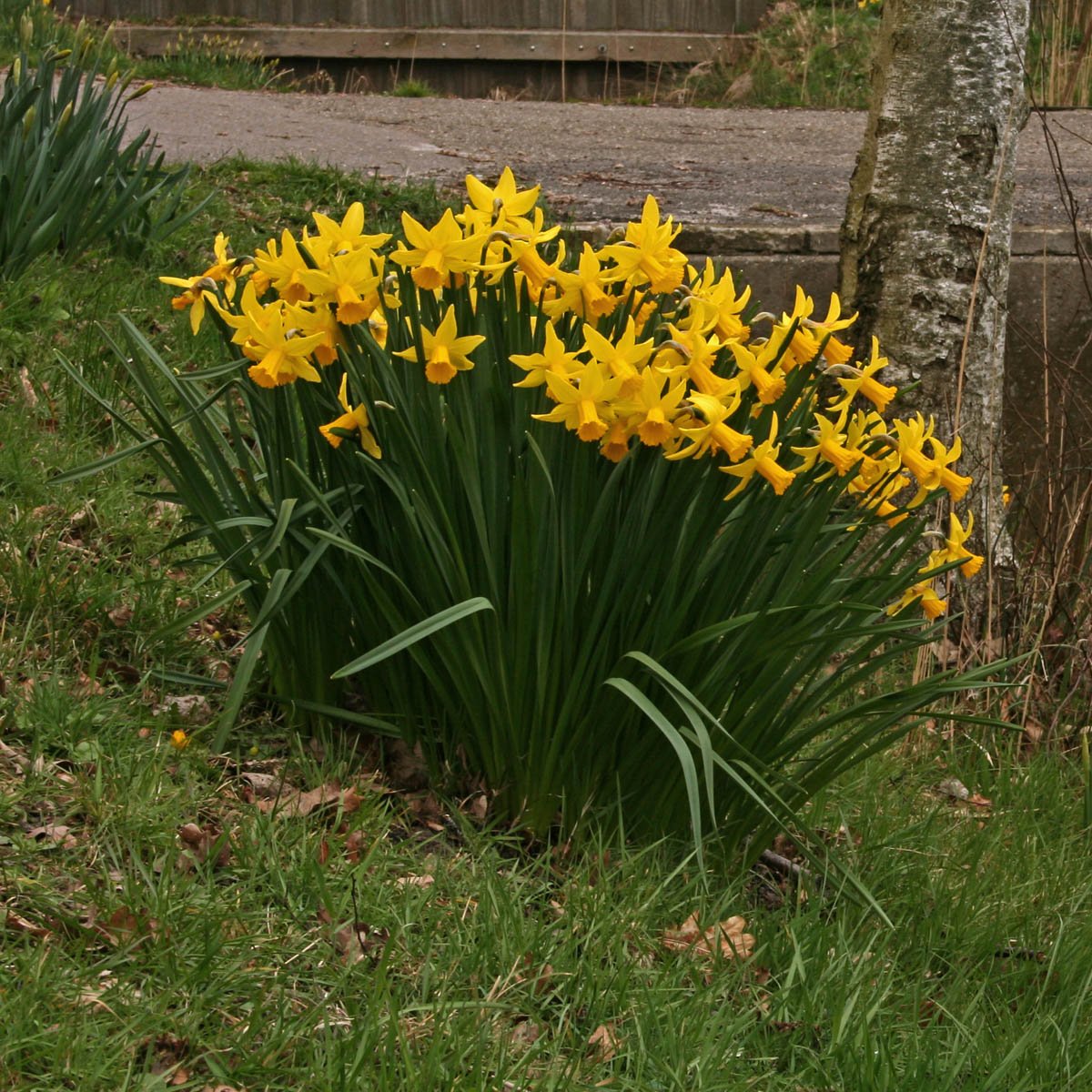 February Gold - gele Cyclamineus narcis - Fluwel