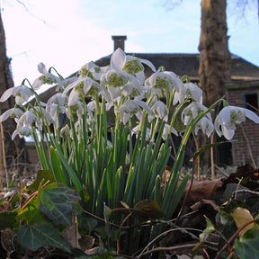 Galanthus nivalis Flore Pleno