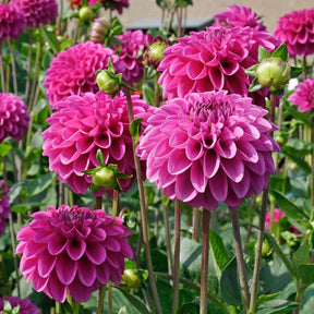 Dahlie Purple Fox