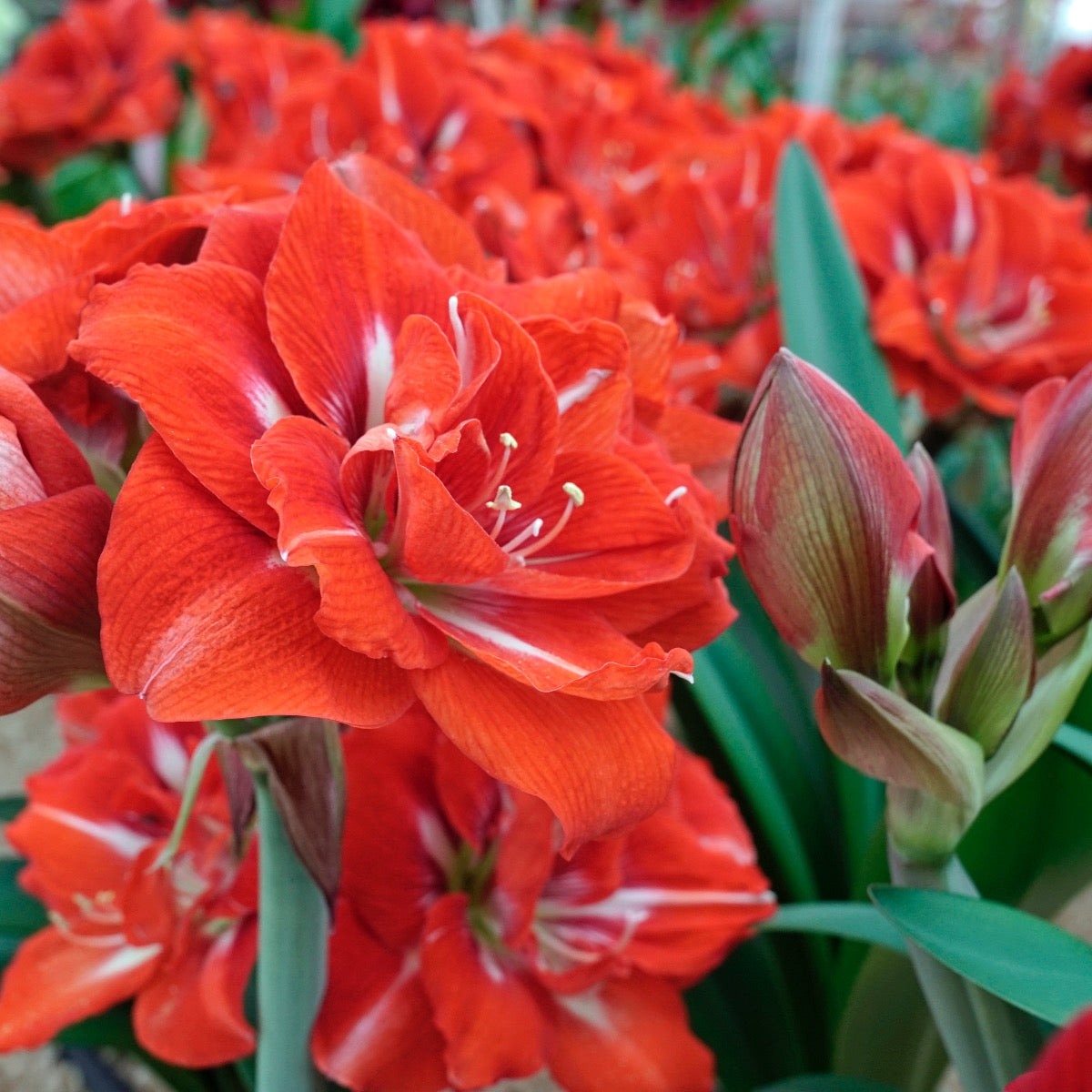 Amaryllis Happy Nymph - oranje amaryllis - Fluwel