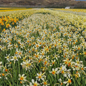Firebrand - Special Narcissus - Fluwel