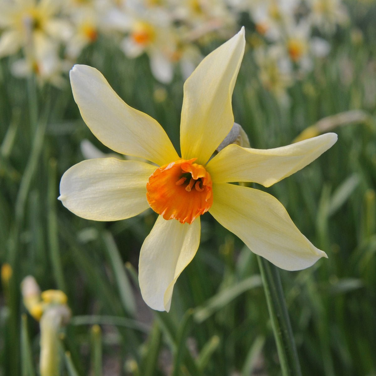 Firebrand - Special Narcissus - Fluwel