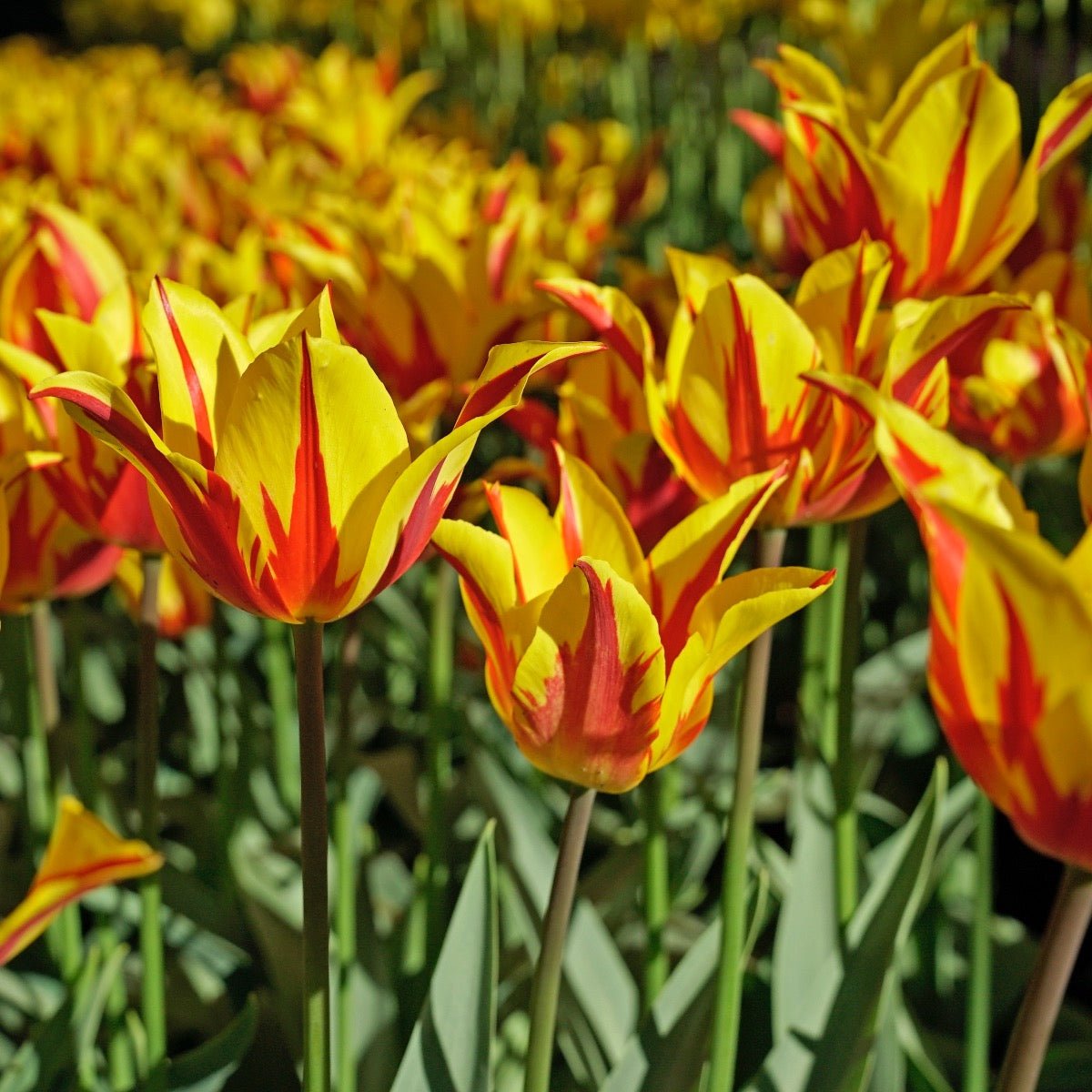 Fireworks - Tulips - Fluwel