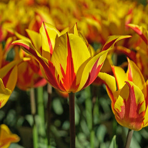Fireworks - Tulips - Fluwel