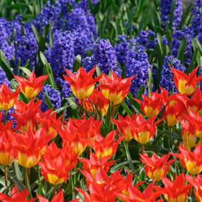 Flames Mystery - Tulips - Fluwel