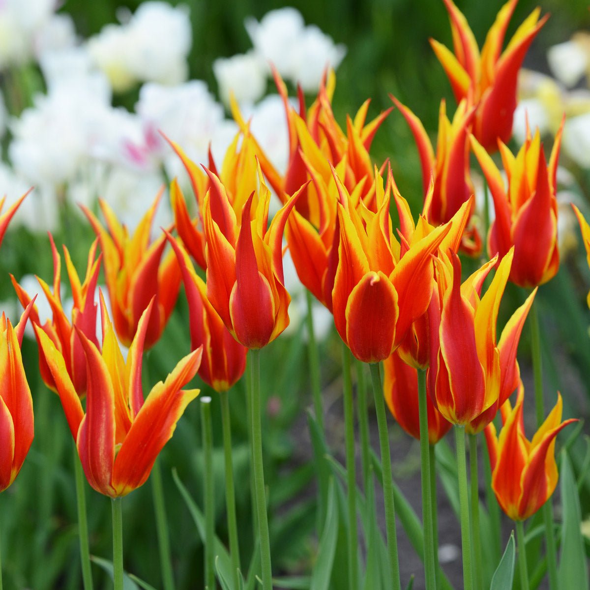 Fly Away - Tulips - Fluwel
