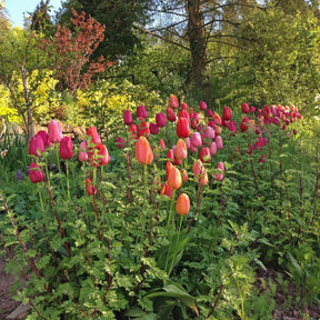 French Blend Rose™ - Mixes - Fluwel