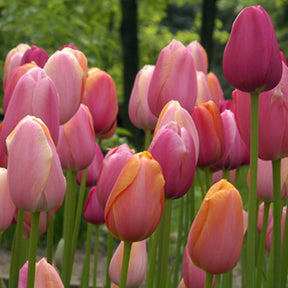 French Blend Rose™ - Mixes - Fluwel