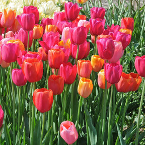 French Blend Rose™ - Mixes - Fluwel