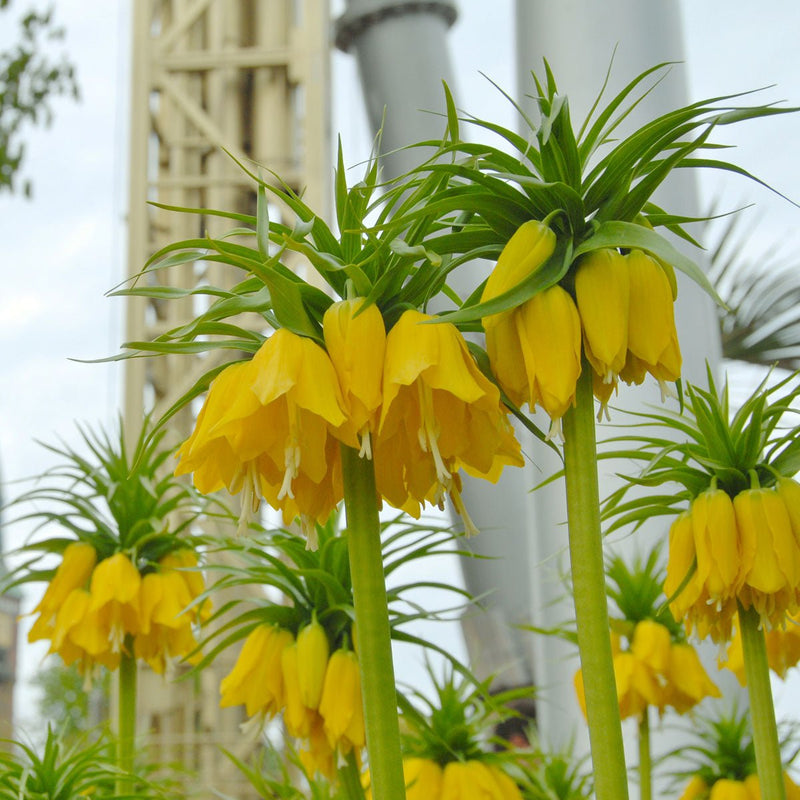 Fritillaria imperialis (Kaiserkrone)