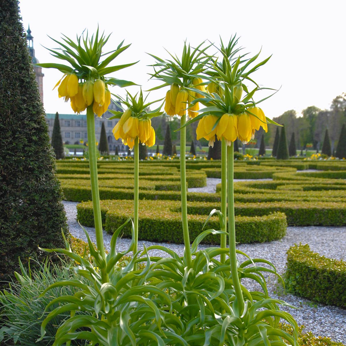 Fritillaria imperialis Maxima Lutea - Spring specialty bulbs - Fluwel