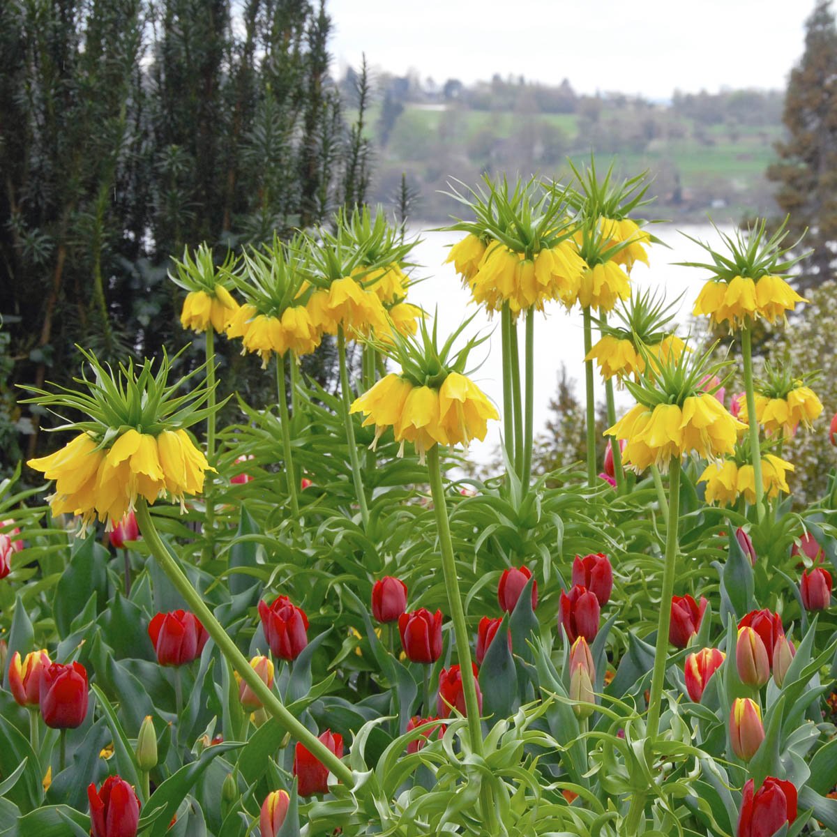 Fritillaria imperialis Maxima Lutea - gele fritillaria - Fluwel