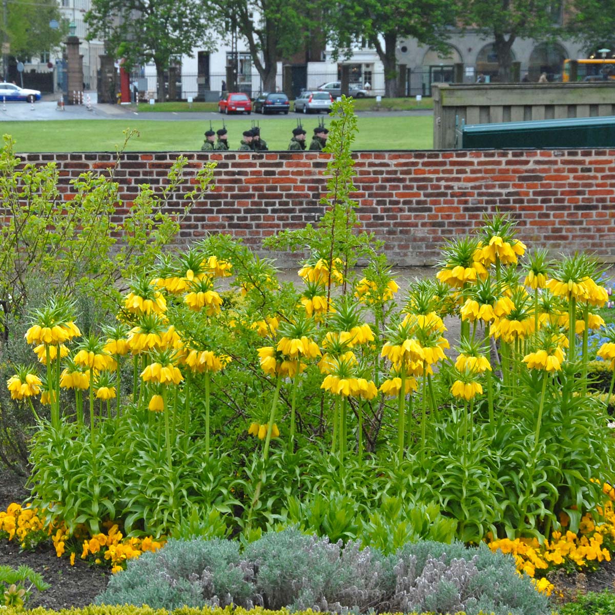 Fritillaria imperialis Maxima Lutea - Spring specialty bulbs - Fluwel