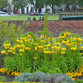 Fritillaria imperialis Maxima Lutea - Spring specialty bulbs - Fluwel
