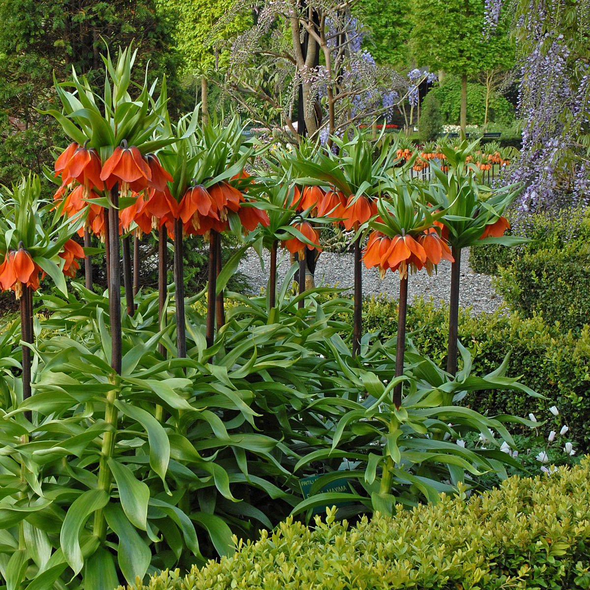 Fritillaria imperialis Rubra Maxima - rode fritillaria - Fluwel