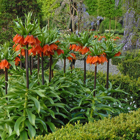 Fritillaria imperialis Rubra Maxima - Spring specialty bulbs - Fluwel