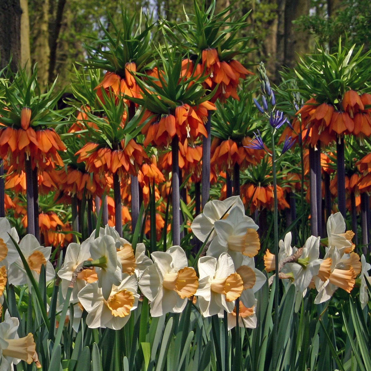 Fritillaria imperialis Rubra Maxima - Spring specialty bulbs - Fluwel