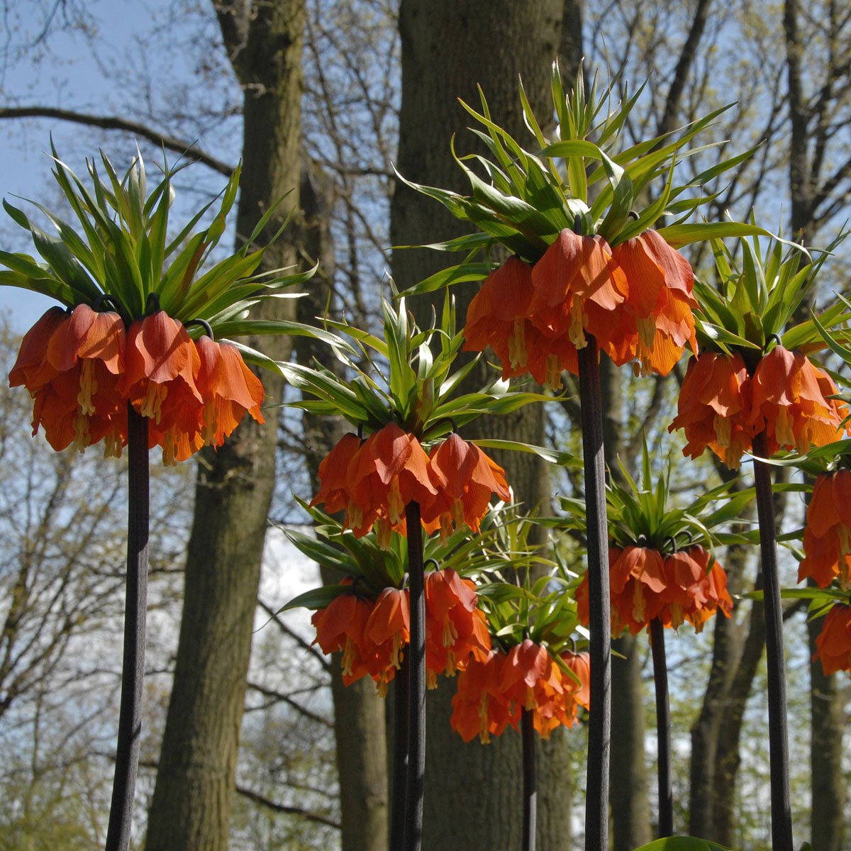 Fritillaria imperialis Rubra Maxima - rode fritillaria - Fluwel