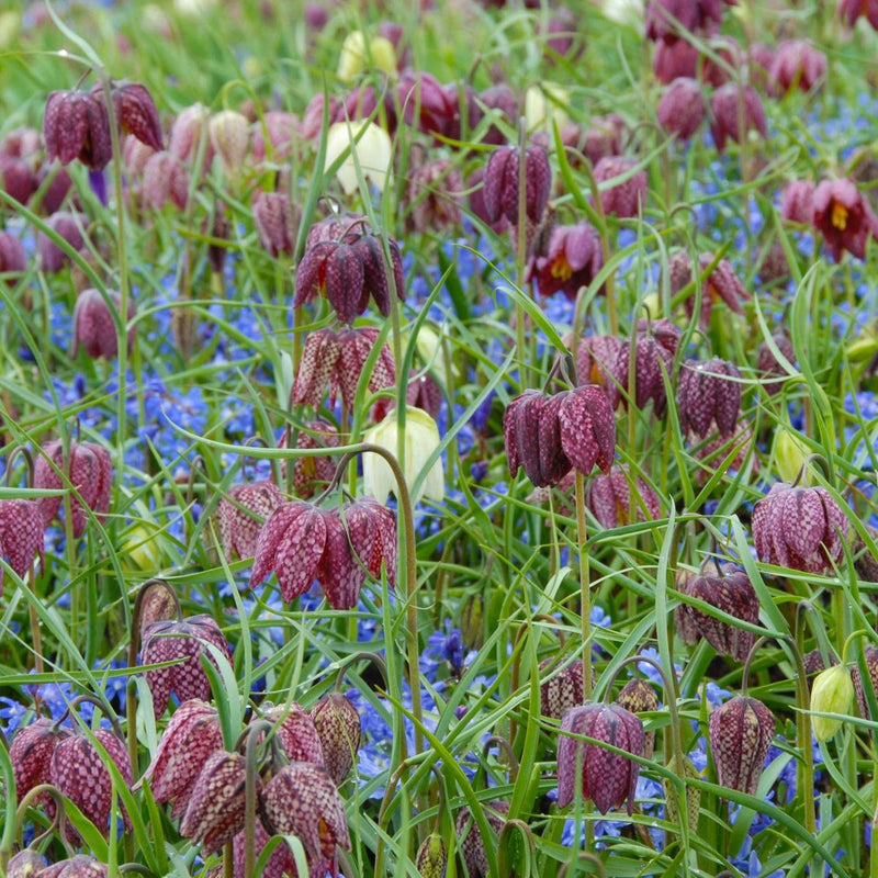 Fritillaria meleagris (Kiebitz)