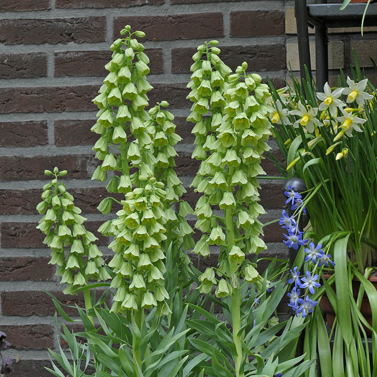 Fritillaria persica Ivory Bells - groene fritillaria - Fluwel