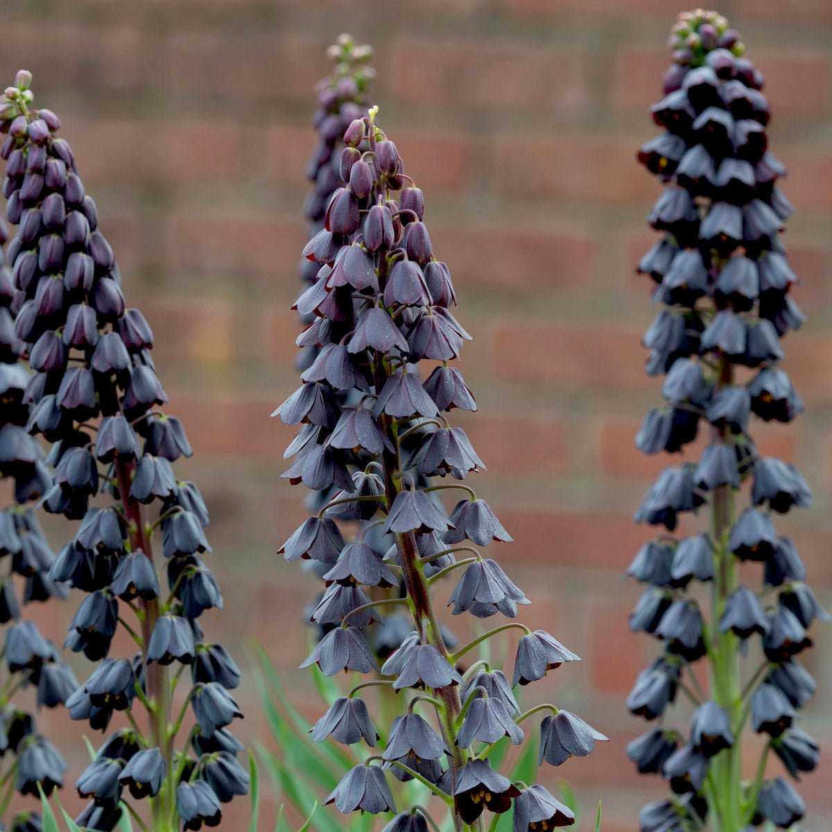 Fritillaria persica - paarse fritillaria - Fluwel