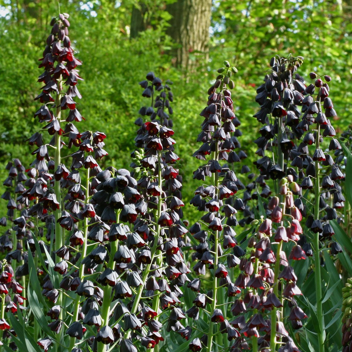 Fritillaria persica - paarse fritillaria - Fluwel