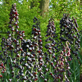 Fritillaria persica - Spring specialty bulbs - Fluwel