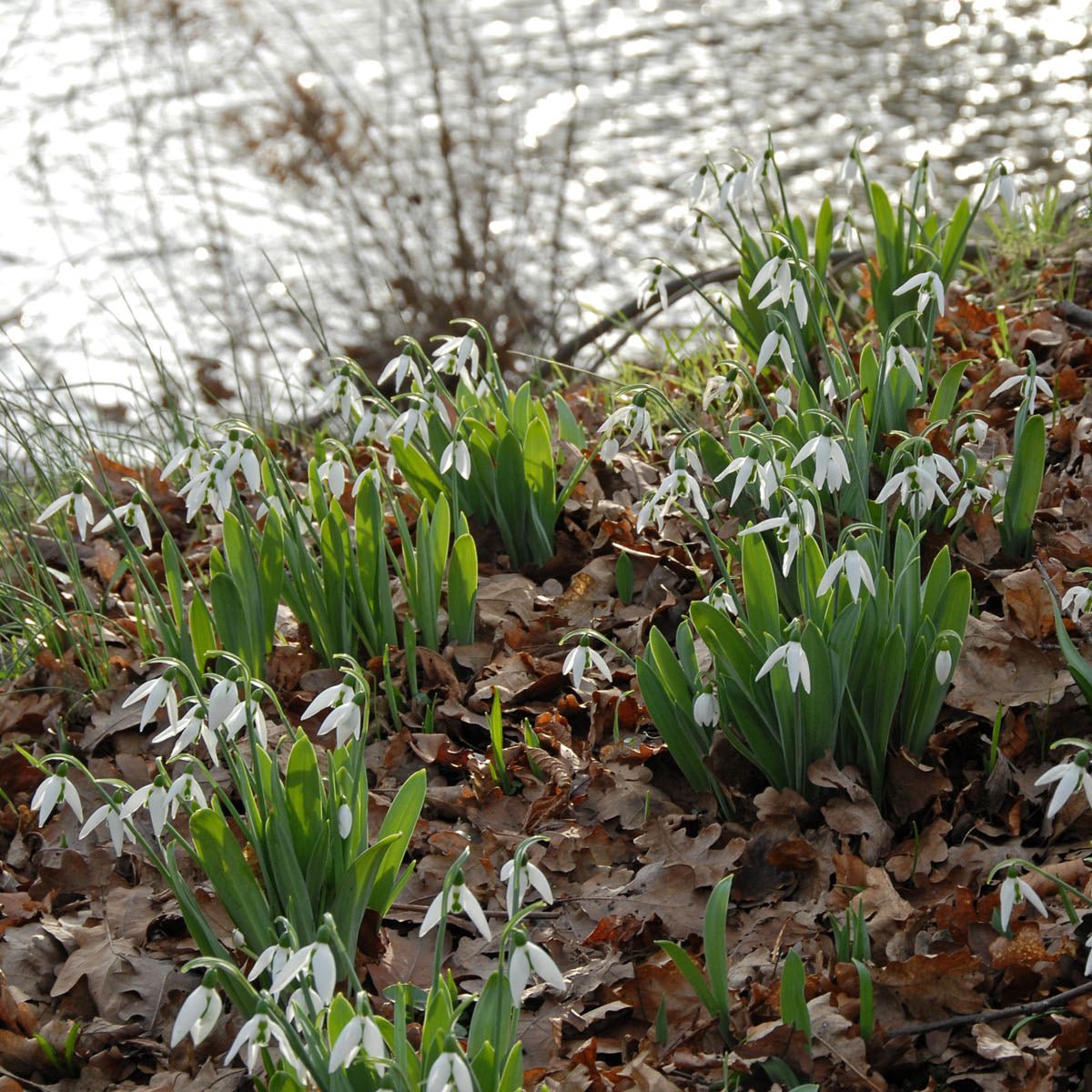 Galanthus elwesii - Spring specialty bulbs - Fluwel