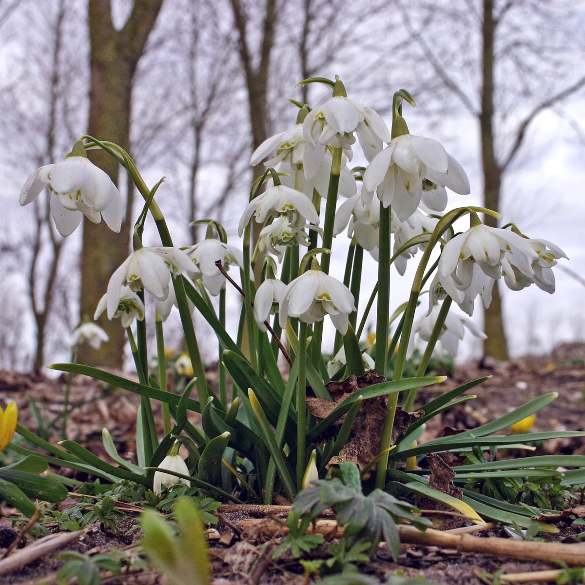 Galanthus nivalis Flore Pleno - wit sneeuwklokje - Fluwel