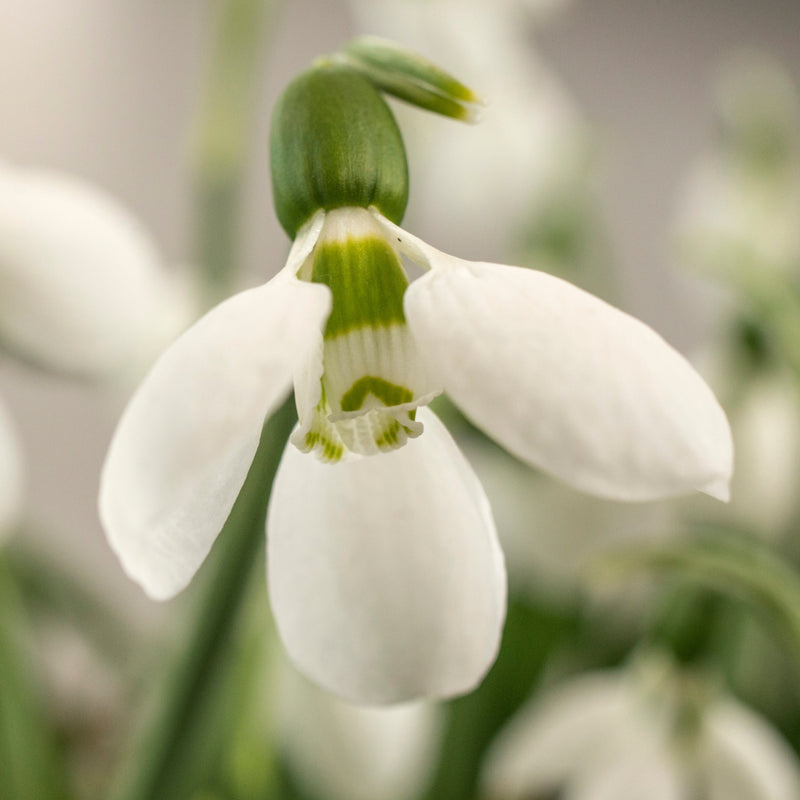 Galanthus (Schneeglöckchen)