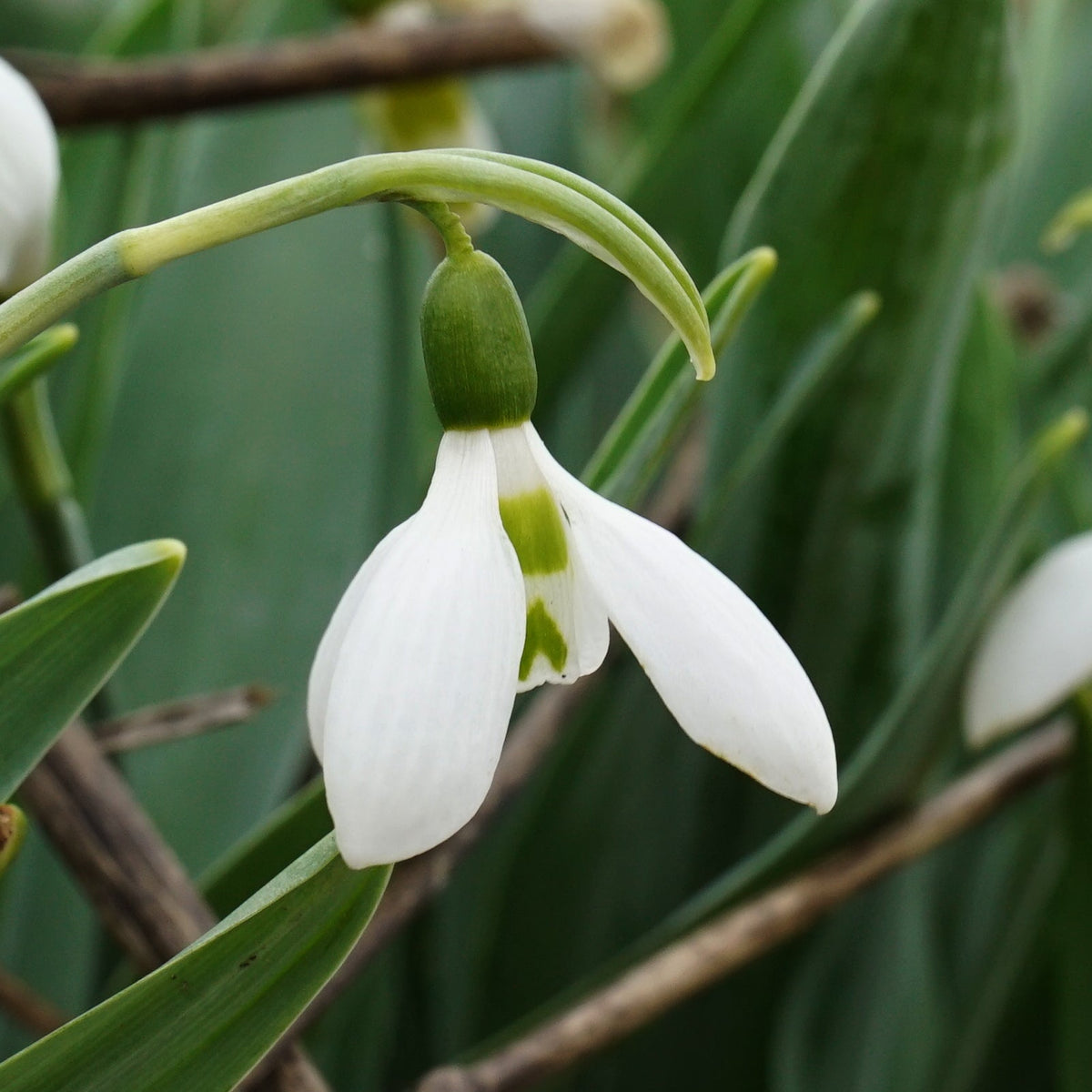 Galanthus Snow Fox - Spring specialty bulbs - Fluwel