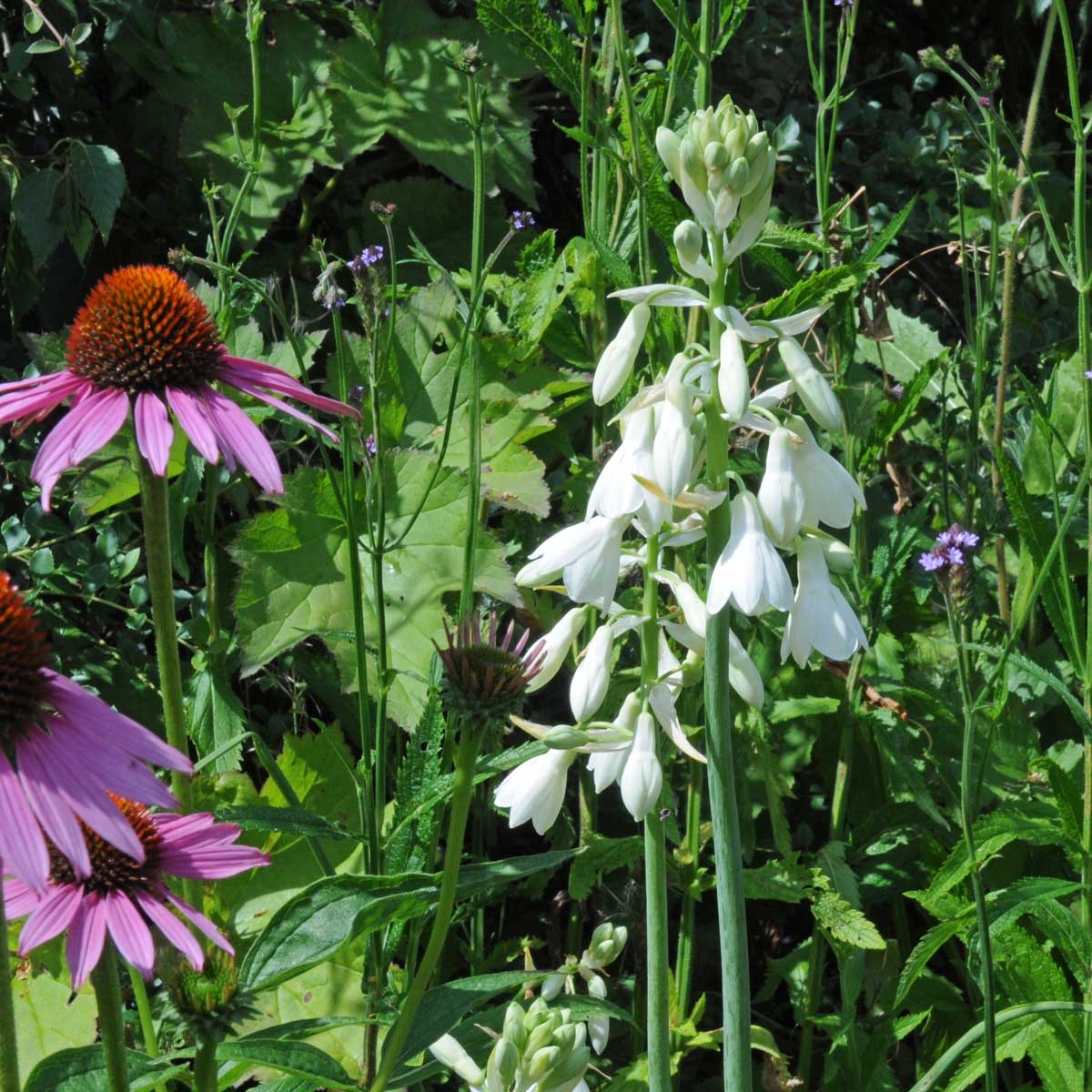 Galtonia candicans - Summer special bulbs - Fluwel