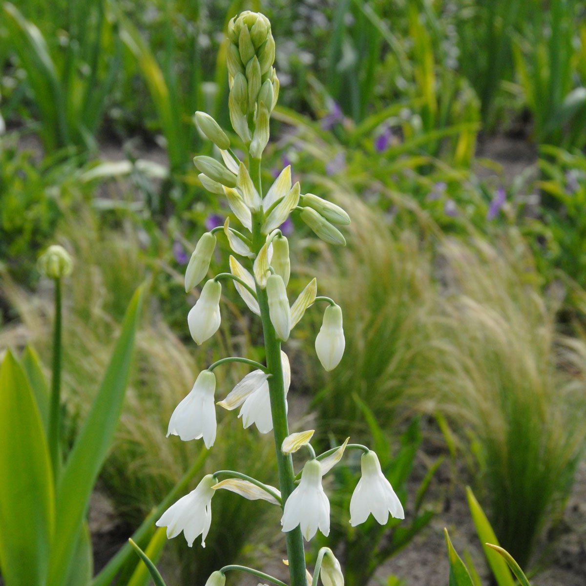 Galtonia candicans - witte galtonia - Fluwel